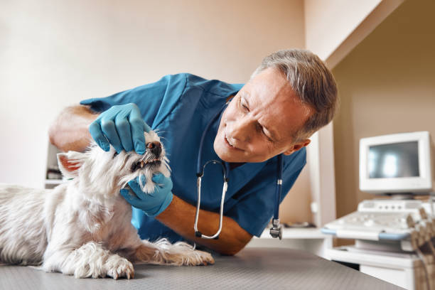 Best Emergency Treatment for Dental Infections or Abscesses in Meridian, MS